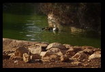 Pafos Zoo -30-05-2017 - Bogdan Balaban